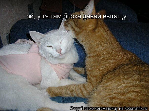 Котоматрица: ой, у тя там блоха давай вытащу