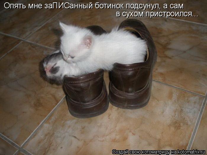 Котоматрица: Опять мне заПИСанный ботинок подсунул, а сам в сухом пристроился...