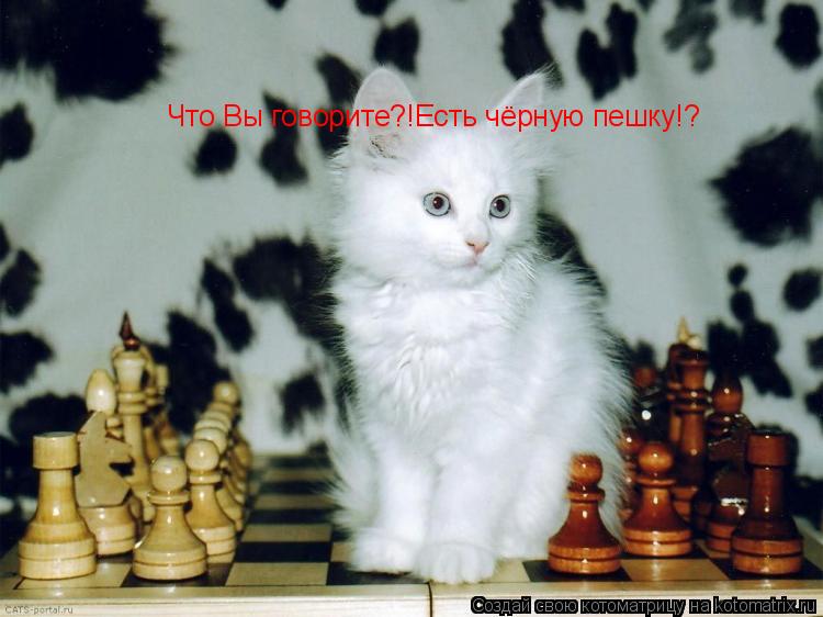 Котоматрица: Что Вы говорите?!Есть чёрную пешку!?