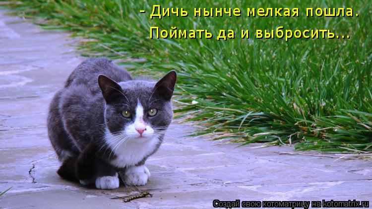 - Дичь нынче мелкая пошла. Поймать да и выбросить...... Котоматрица: - Дичь нынче мелкая пошла. Поймать да и выбросить...