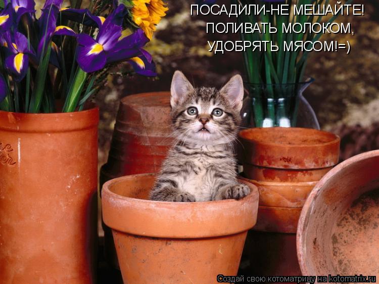 Котоматрица: ПОСАДИЛИ-НЕ МЕШАЙТЕ! ПОЛИВАТЬ МОЛОКОМ, УДОБРЯТЬ МЯСОМ!=)