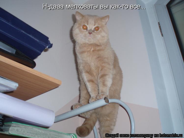 Котоматрица: Н-дааа мелковаты вы как-то все...