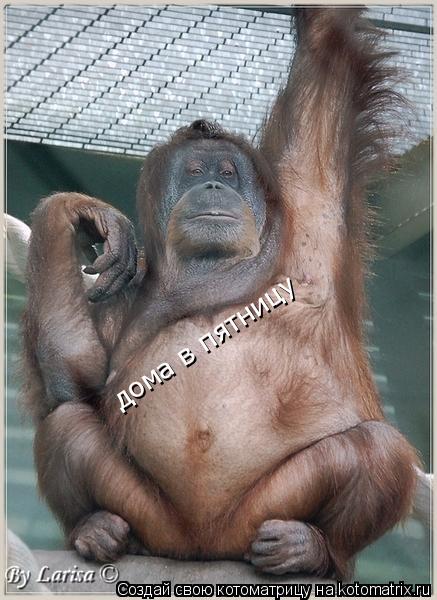 Котоматрица: дома в пятницу