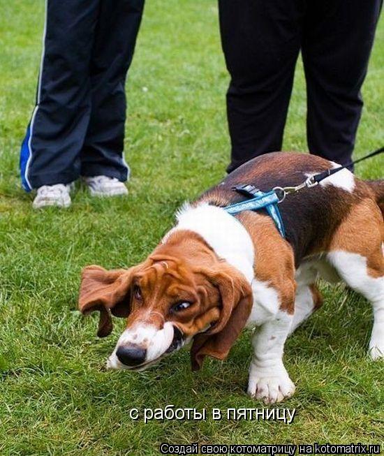 Котоматрица: с работы в пятницу