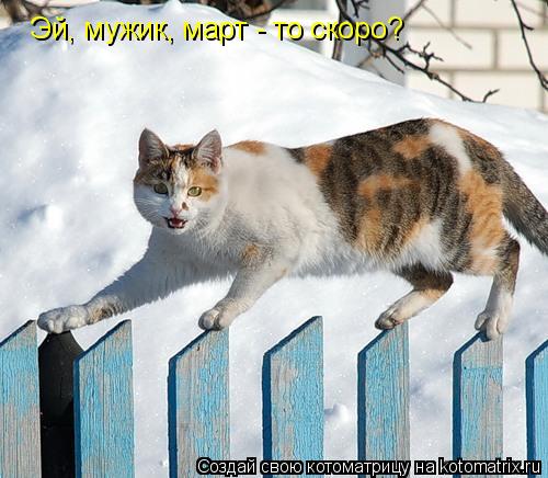 Котоматрица: Эй, мужик, март - то скоро?