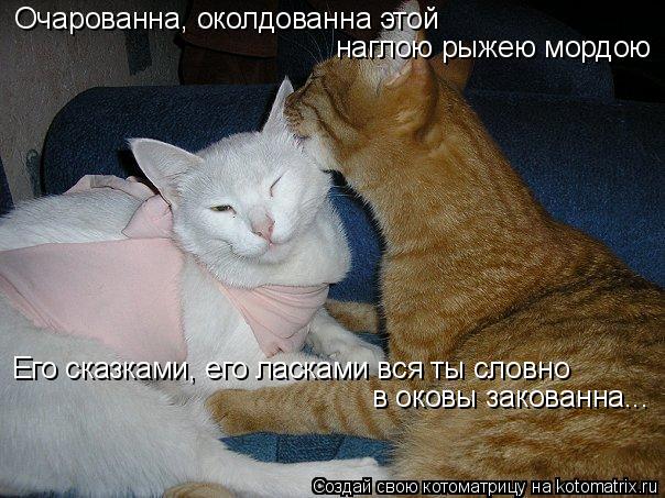Котоматрица: Очарованна, околдованна этой Его сказками, его ласками вся ты словно в оковы закованна... наглою рыжею мордою