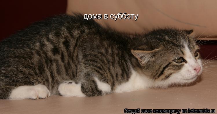 Котоматрица: дома в субботу
