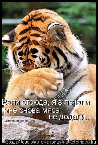 Котоматрица: Вали отсюда, я в печали мне снова мяса  не додали...