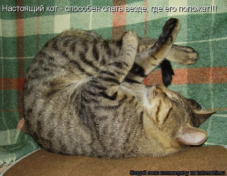 Котоматрица: Настоящий кот - способен спать везде, где его положат!!!