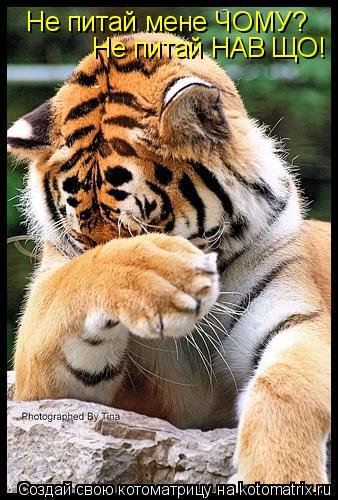 Котоматрица: Не питай мене ЧОМУ?  Не питай НАВІЩО!