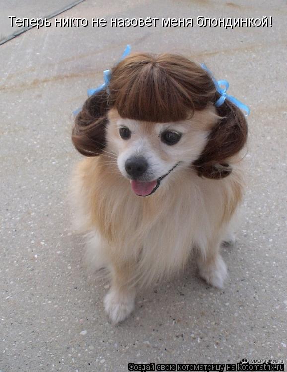 Котоматрица: Теперь никто не назовёт меня блондинкой!