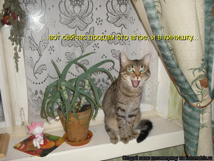 Котоматрица: ...вот сейчас продам это алое, и в кинишку...