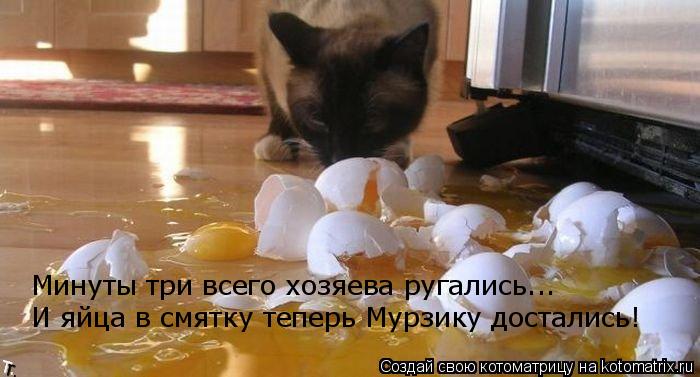 Котоматрица: Минуты три всего хозяева ругались... И яйца в смятку теперь Мурзику достались!