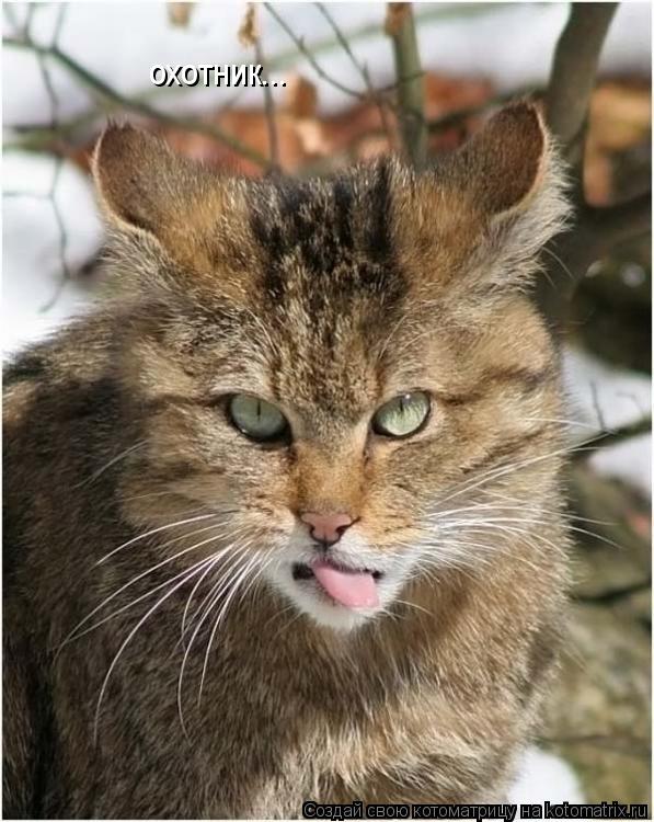 Котоматрица: охотник...