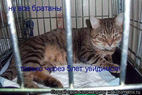 Котоматрица: ну все братаны только через 5лет увидимся!