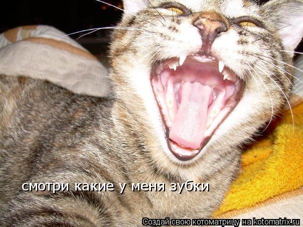 Котоматрица: смотри какие у меня зубки