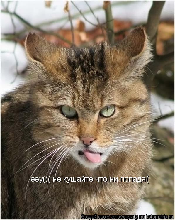 Котоматрица: ееу((( не кушайте что ни попадя(