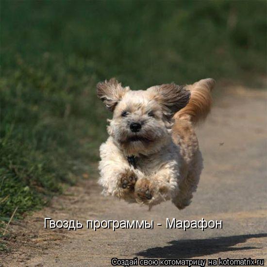 Котоматрица: Гвоздь программы - Марафон