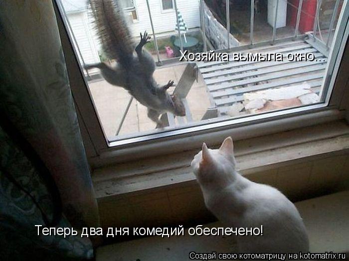 Котоматрица: Хозяйка вымыла окно... Теперь два дня комедий обеспечено!