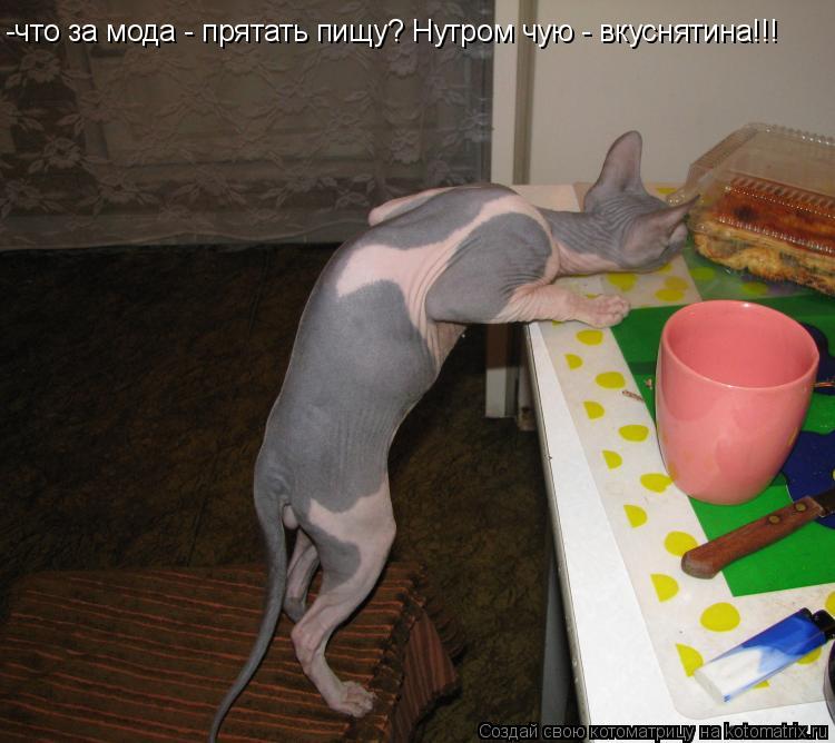 Котоматрица: -что за мода - прятать пищу? Нутром чую - вкуснятина!!!