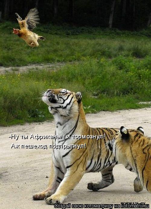 Котоматрица: -Ну ты Африканыч и тормознул!  Аж пешеход подпрыгнул!