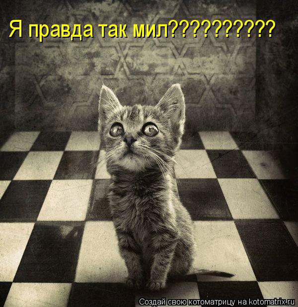 Котоматрица: Я правда так мил??????????