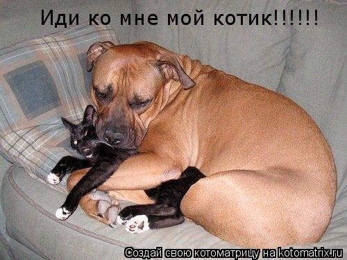 Котоматрица: Иди ко мне мой котик!!!!!!