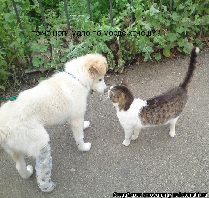 Котоматрица: те чё ноги мало по морде хочеш??
