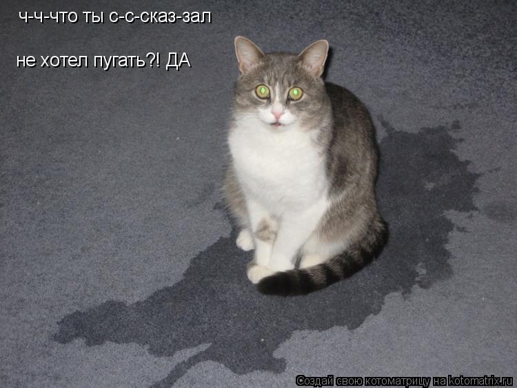 Котоматрица: ч-ч-что ты с-с-сказ-зал  не хотел пугать?! ДА
