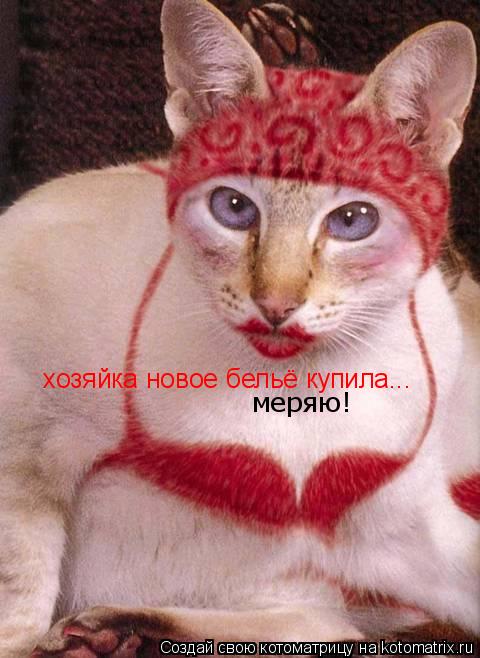 Котоматрица: хозяйка новое бельё купила... меряю!