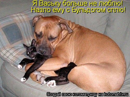 Котоматрица: Я Ваську больше не люблю! Назло ему с Бульдогом сплю!