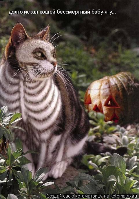 Котоматрица: долго искал кощей бессмертный бабу-ягу...