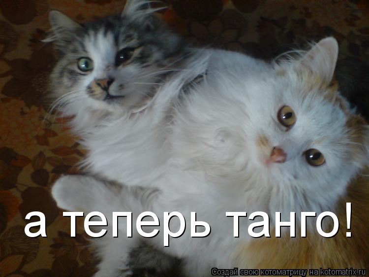 Котоматрица: а теперь танго!