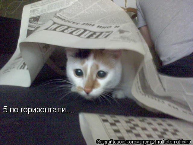 Котоматрица: 5 по горизонтали....
