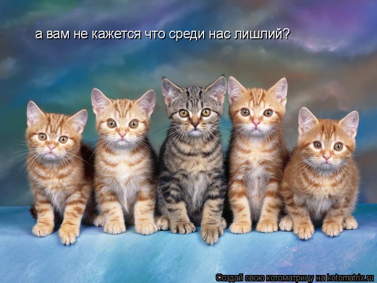 Котоматрица: а вам не кажется что среди нас лишлий?