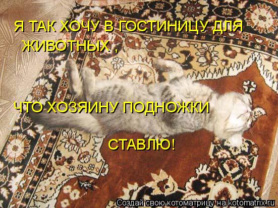 Котоматрица: Я ТАК ХОЧУ В ГОСТИНИЦУ ДЛЯ  ЖИВОТНЫХ , ЧТО ХОЗЯИНУ ПОДНОЖКИ СТАВЛЮ!
