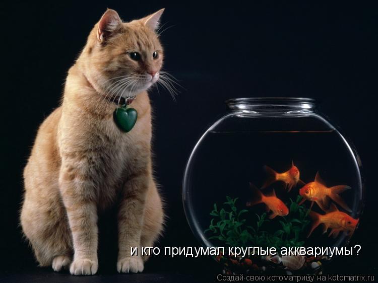 Котоматрица: и кто придумал круглые акквариумы?