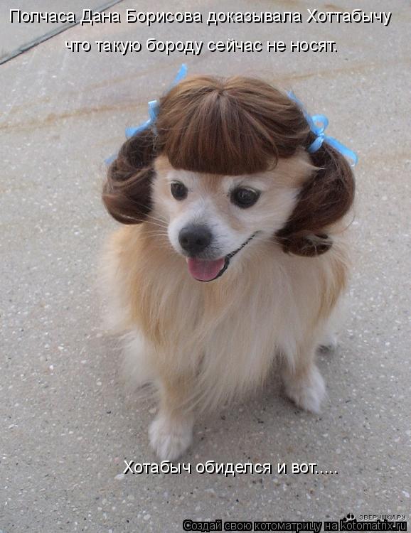 Котоматрица: Полчаса Дана Борисова доказывала Хоттабычу что такую бороду сейчас не носят. Хотабыч обиделся и вот.....
