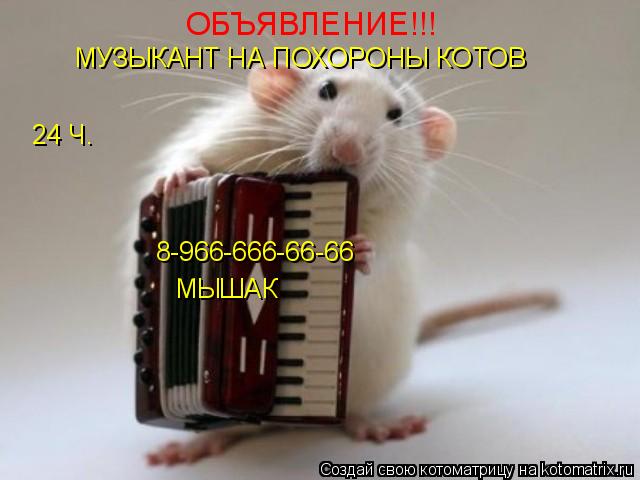 Котоматрица: ОБЪЯВЛЕНИЕ!!! МУЗЫКАНТ НА ПОХОРОНЫ КОТОВ 24 Ч. 8-966-666-66-66 МЫШАК