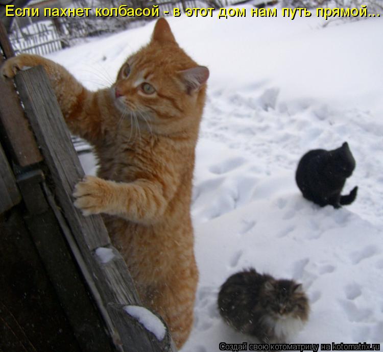 Котоматрица: Если пахнет колбасой - в этот дом нам путь прямой...