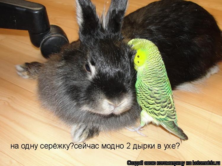 Котоматрица: на одну серёжку?сейчас модно 2 дырки в ухе?