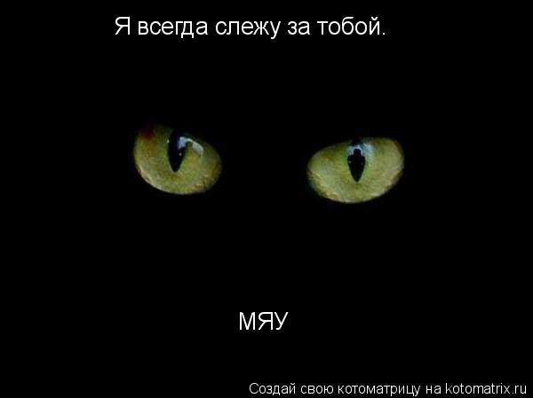 Котоматрица: Я всегда слежу за тобой. МЯУ