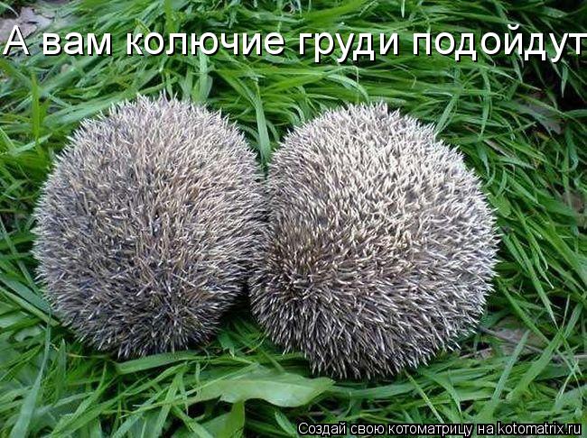 Котоматрица: А вам колючие груди подойдут