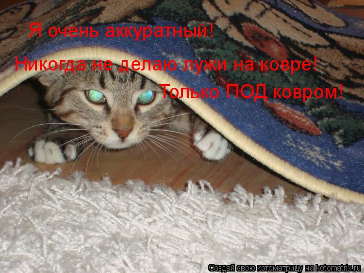 Котоматрица: Я очень аккуратный! Никогда не делаю лужи на ковре! Только ПОД ковром!