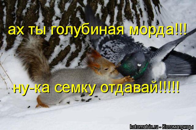 Котоматрица: ах ты голубиная морда!!! ну-ка семку отдавай!!!!!