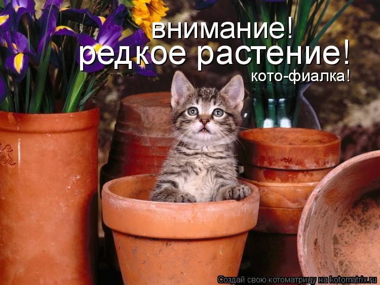 Котоматрица: внимание! редкое растение! кото-фиалка!