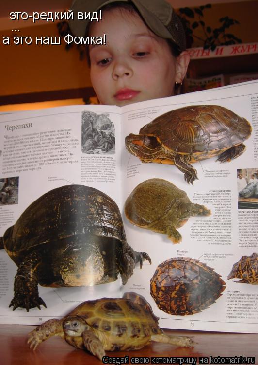 Котоматрица: это-редкий вид! ... а это наш Фомка!