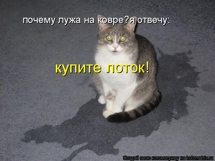 Котоматрица: почему лужа на ковре?я отвечу: купите лоток!