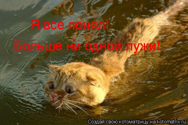 Котоматрица: Больше ни одной лужи! Я все понял!