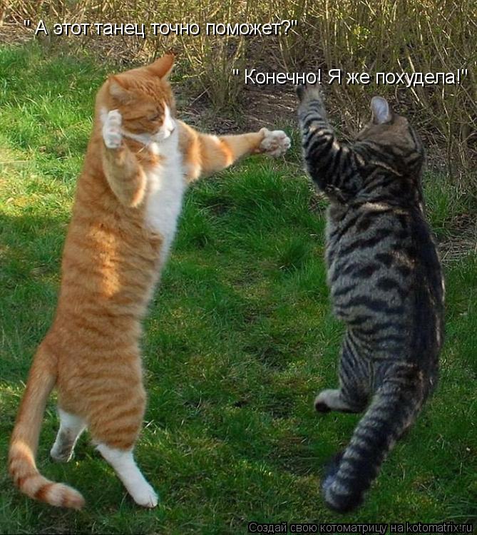 Котоматрица: " А этот танец точно поможет?" " Конечно! Я же похудела!"